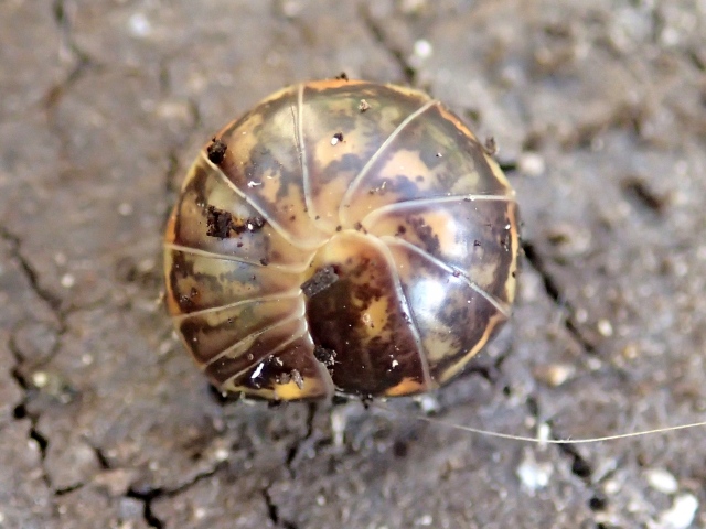 Glomeris intermedia? No, Glomeris cfr. klugii